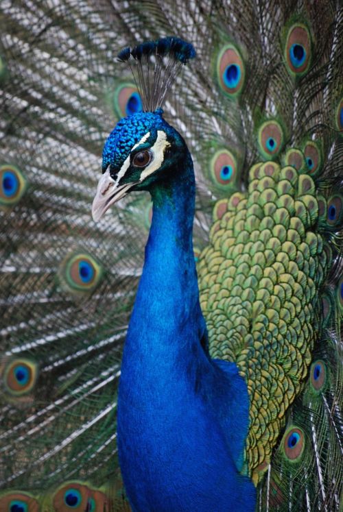 peahen bird peacock