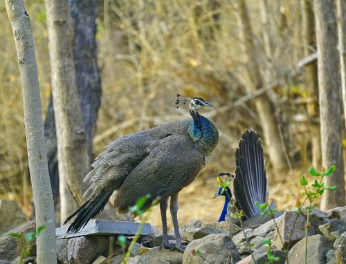 peahens  indian  birds