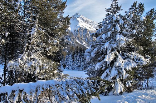 peak  alpine  forest