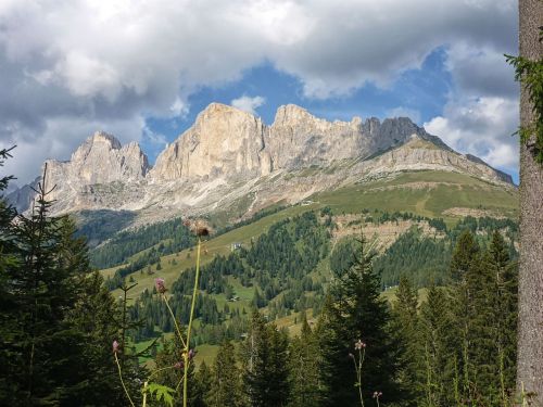 dolomites trees mountain