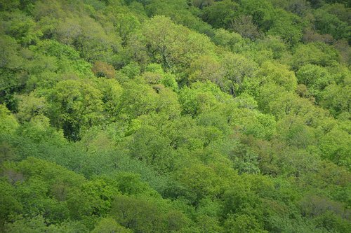 peaks trees  trees  forest