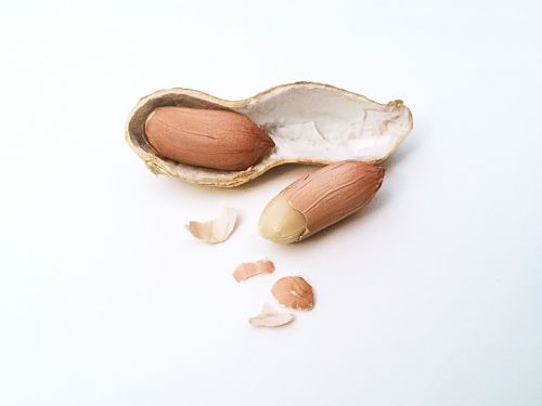 peanut nut nuts