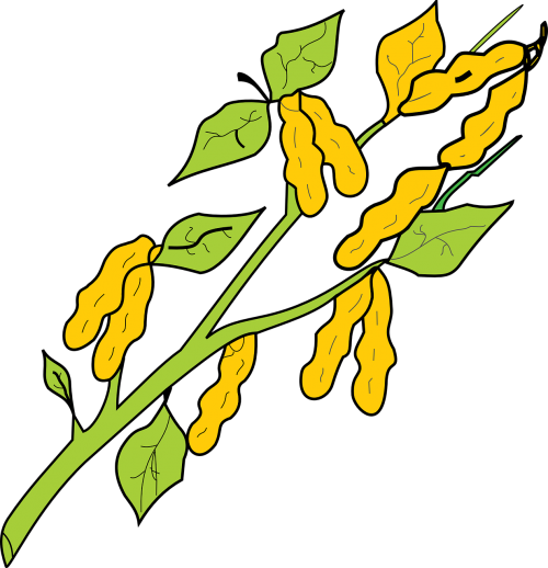 peanut plant icon