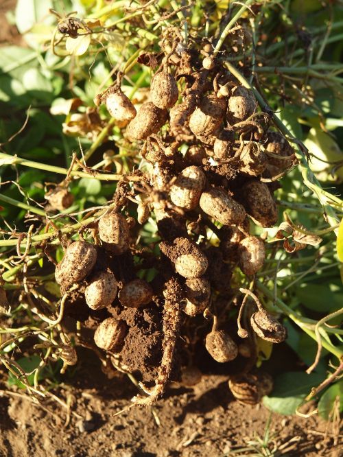 peanuts nicaragua field