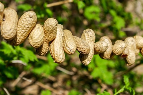 peanuts  bird seed  summer