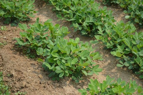 peanuts crop growing