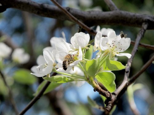 pear flower bee