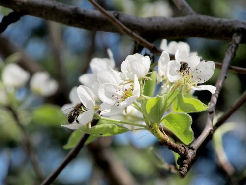 pear flower bee