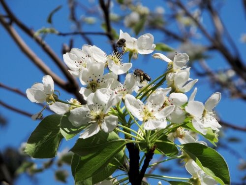 pear flower bee