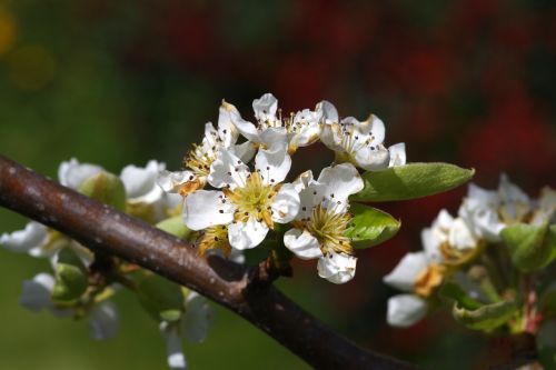 pear blossom spring