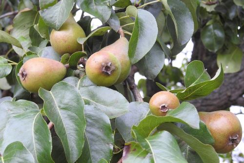 pear pear tree fruit