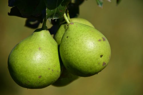 pear fruit fruits