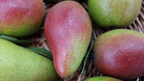 pear fruit closeup