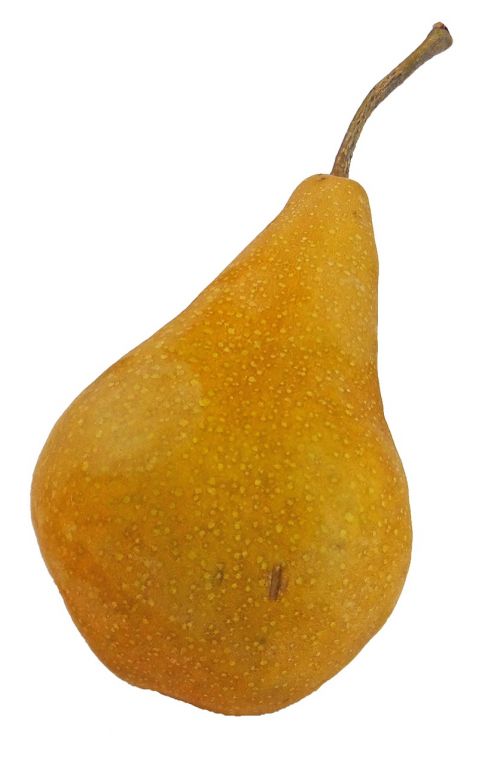 pear bosc bosc pear