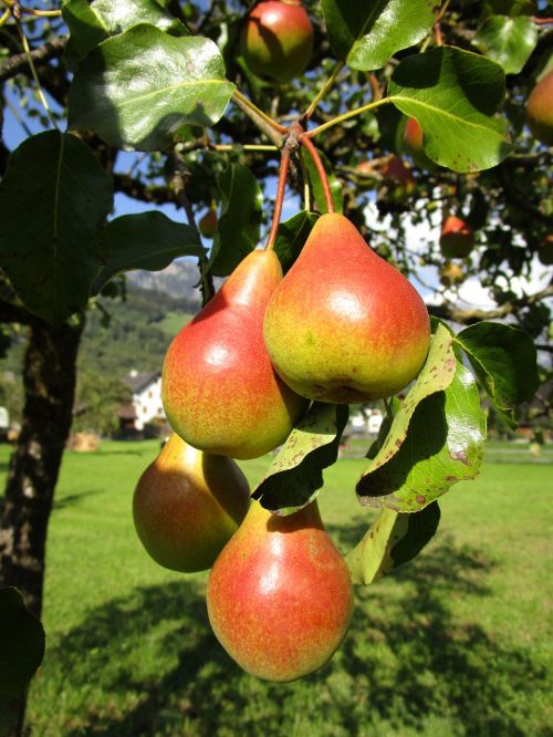 pear fruit juicy