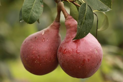 pear fruit red
