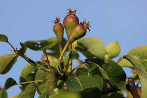 pear green food
