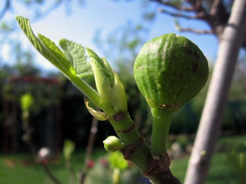 pear tree plant