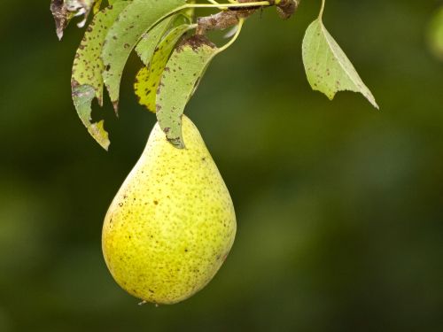 pear fruit tree