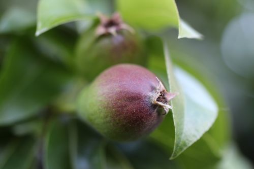 pear thrive green