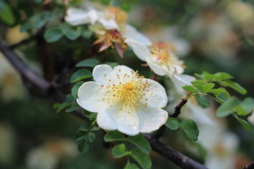 pear nature plant