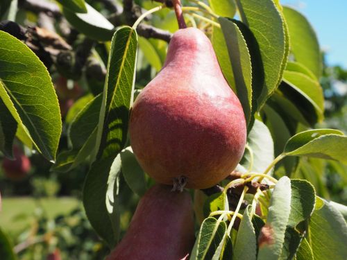 pear fruit fruits