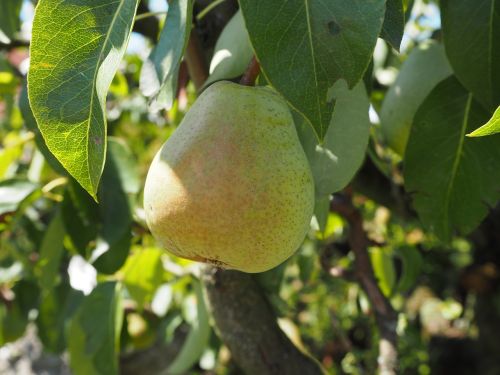 pear fruit harvest