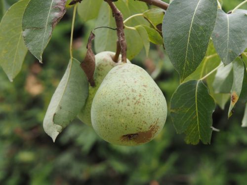 pear fruit fruits