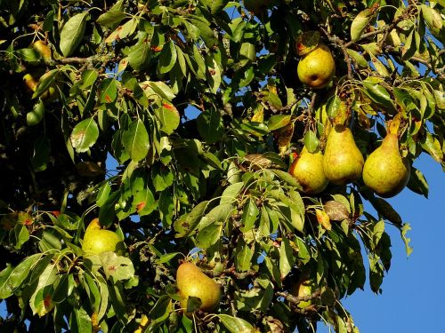 pear fruit fruits