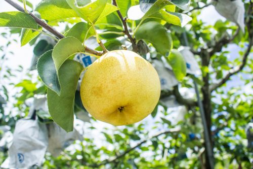 pear fruit summer fruit