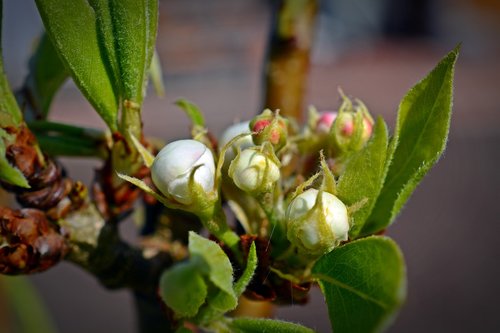 pear  blossom  bloom