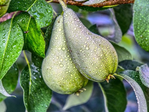 pear  fruit  tree