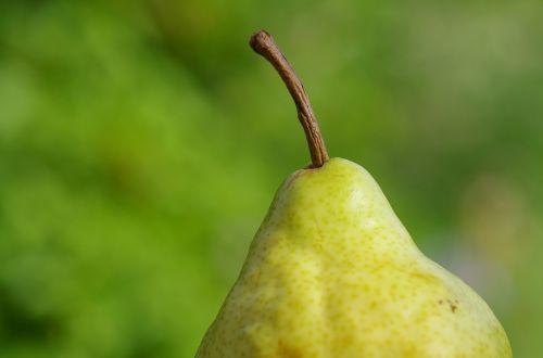 pear fruit fruits