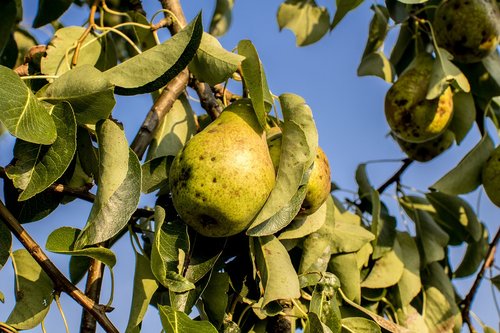 pear  tree  nature
