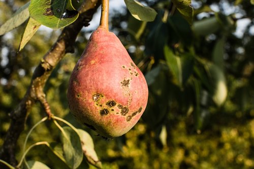 pear  tree  nature