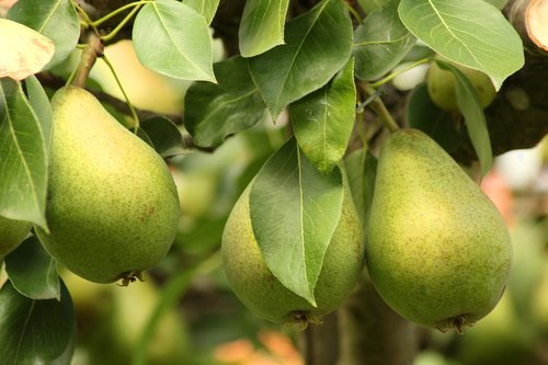 pear  tree  green