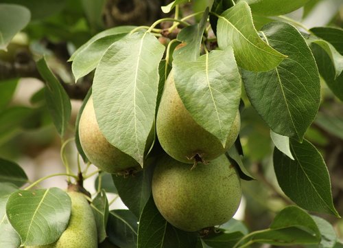 pear  tree  green