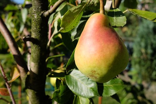 pear  fruit  mature
