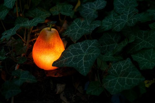 pear  light bulb  garden