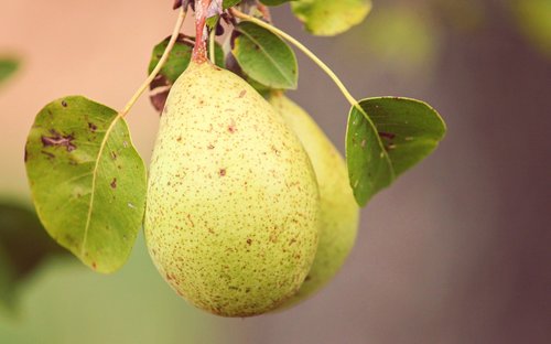 pear  fruit  pyrus