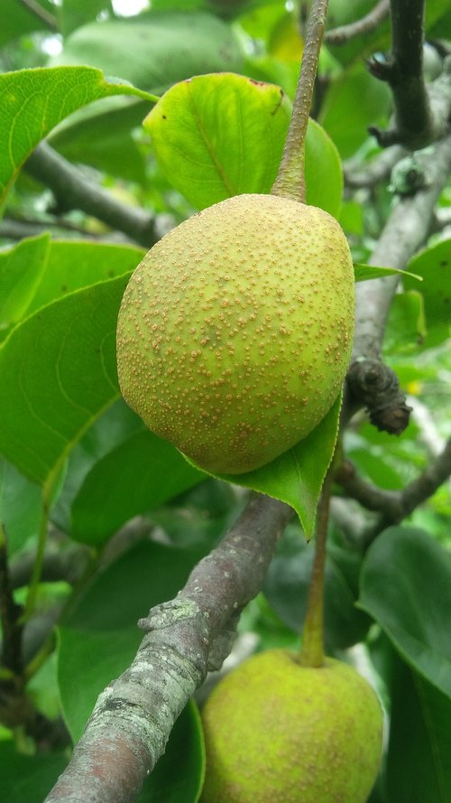 pear  natural  fruit
