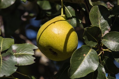 pear  fruit  autumn