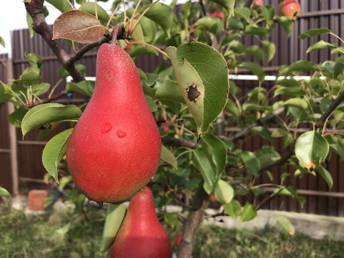 pear  garden  tree