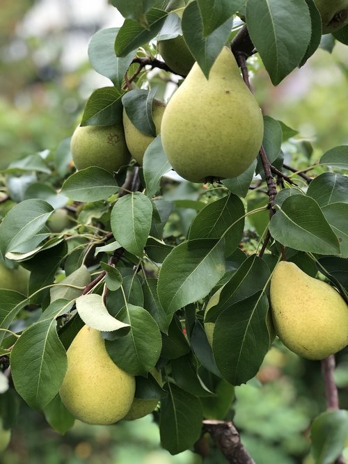 pear  fruit  tasty