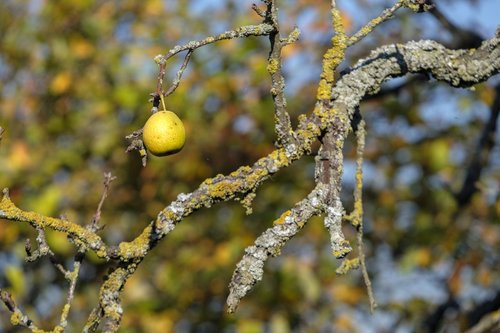pear  fruit  autumn