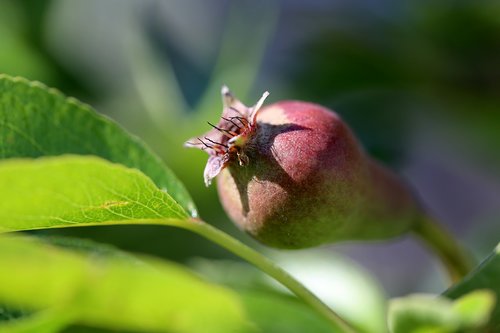pear  fruit  pears