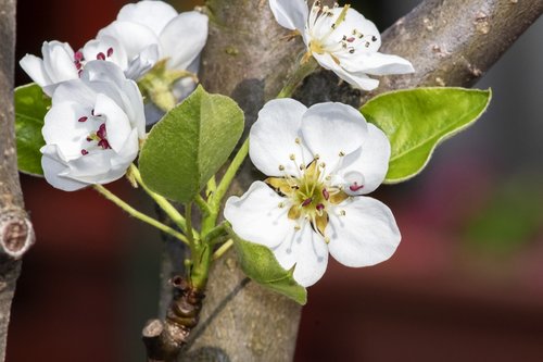 pear  pear tree  körtefák