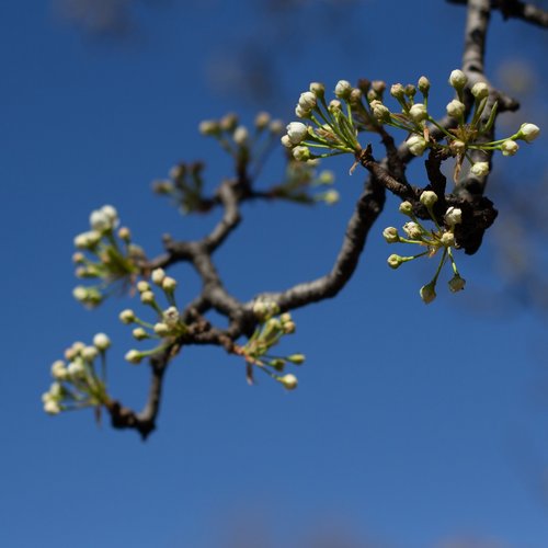 pear  pear tree  flowering
