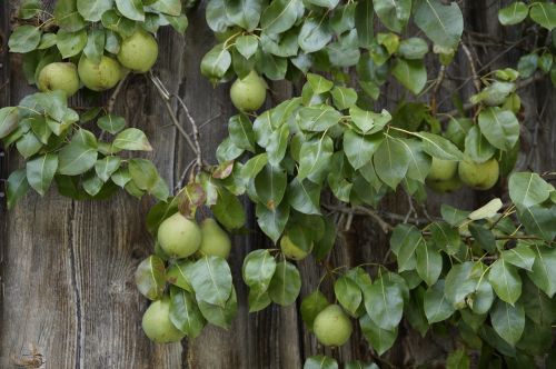 pear pears wooden wall