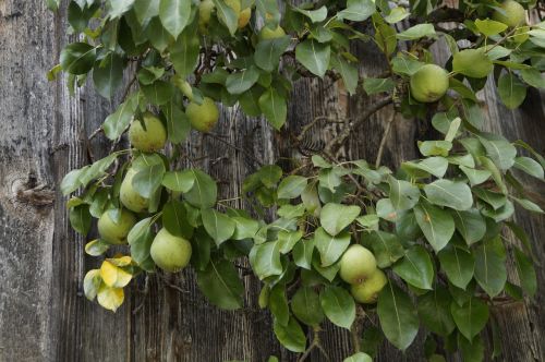 pear pears wooden wall
